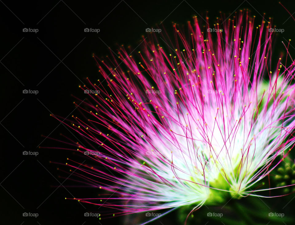 Mimosa Flower