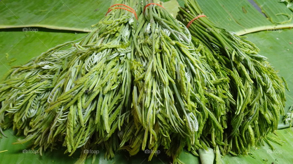 Vegetables around the fence can make money.