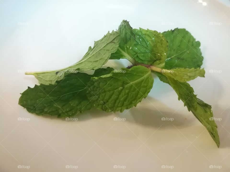 Basil leaves, thai herb mint leaves
