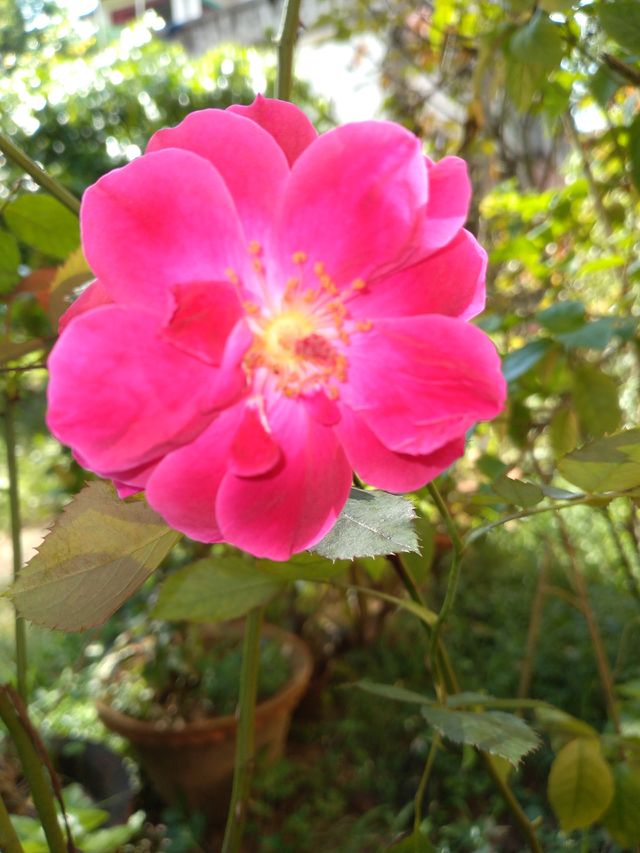 protrate of a plant