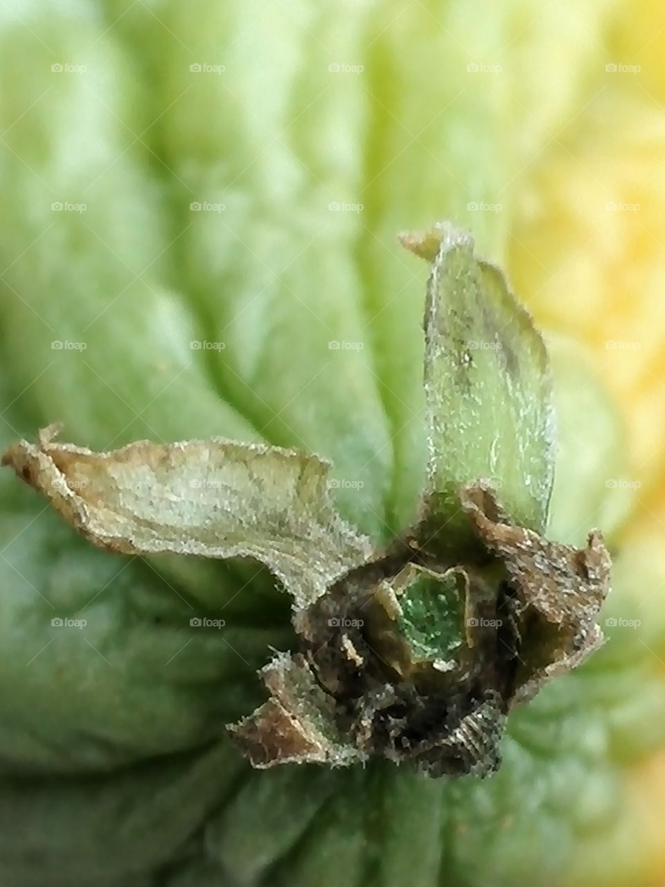 Exploring the bitter gourd surface - 3