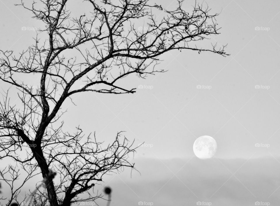 Black and white image of a tree and a super moon on the horizon, minimalist 