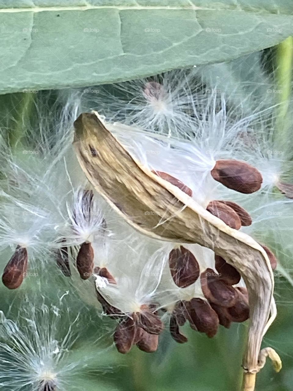 A fragile milkweed plant that attracts Monarch butterflies about to spill its seed 