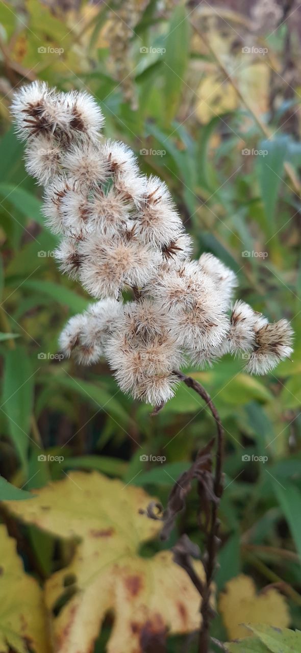 Fluffy grass in meadow