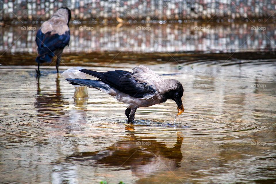 Ravens mirroring in the pond