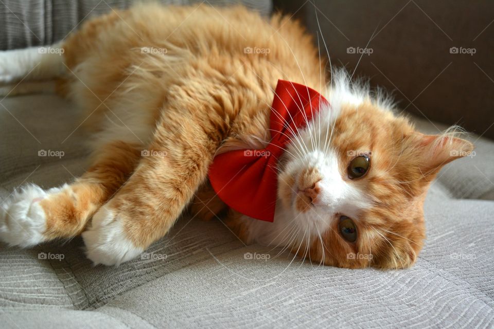 Cat resting on bed and wearing bow tie