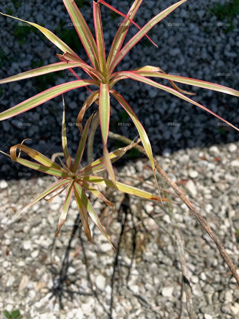 Skinny Leaves On Branches Plant 