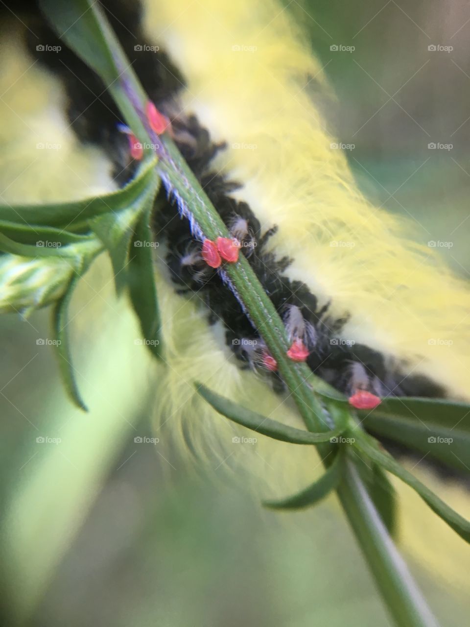 American dagger moth caterpillar clinging to branch