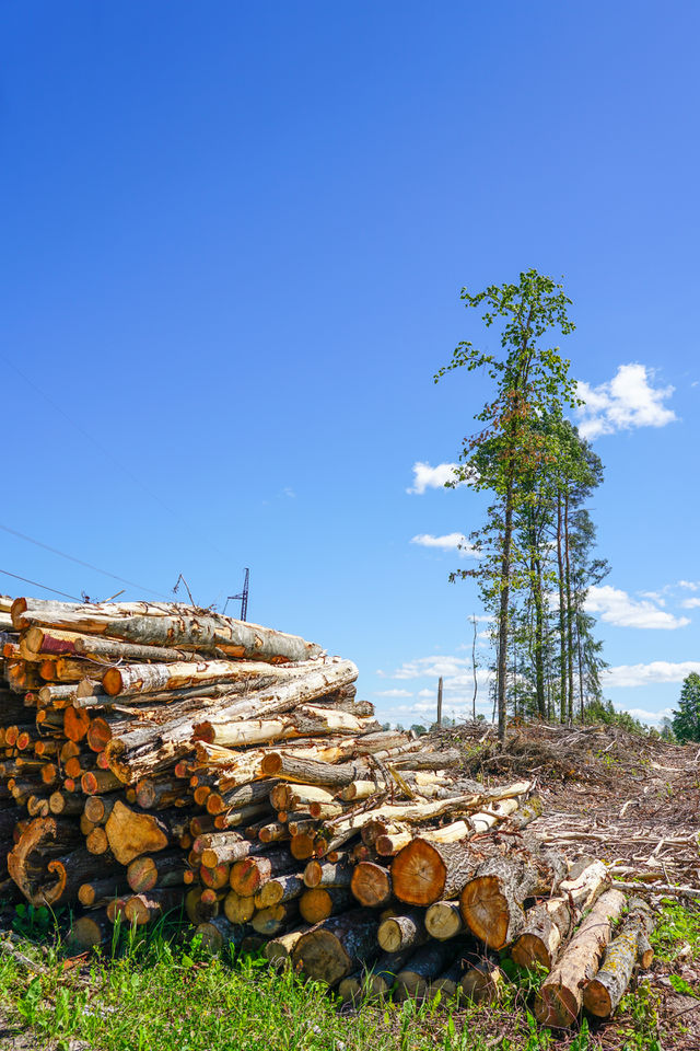 deforestation, stack of cutted trees ready for transportation, timber harvesting