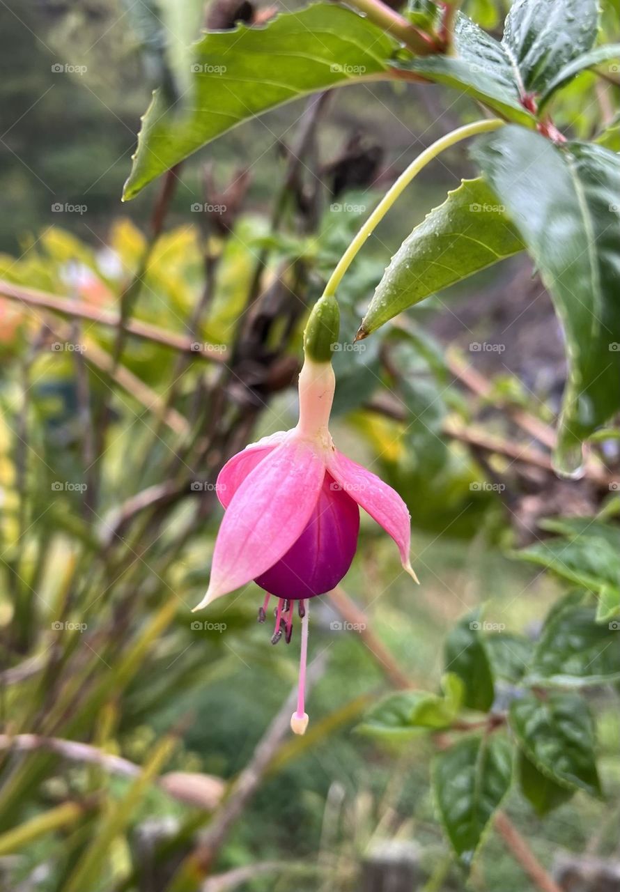 Bleeding Heart, Capitola, CA