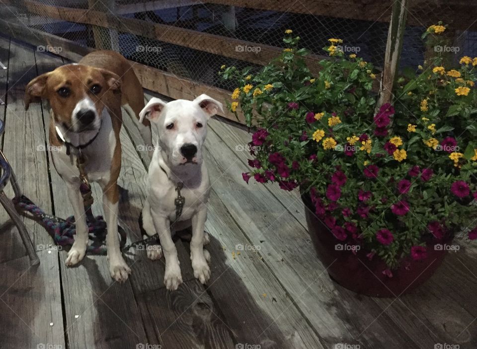 Basket of flowers on deck