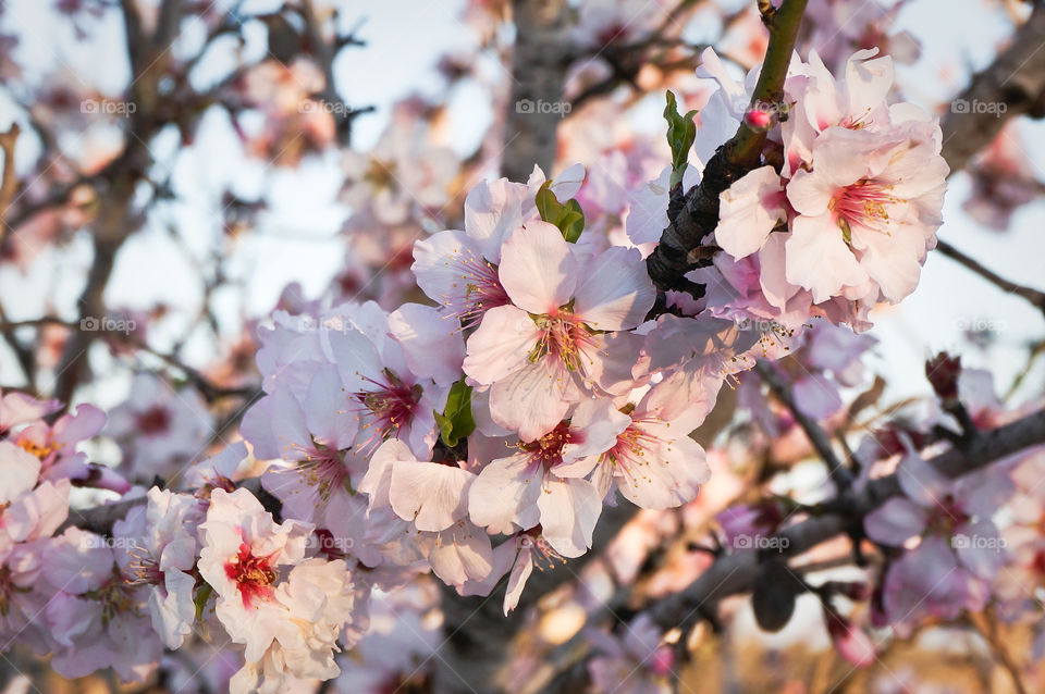 Almond tree in blossom