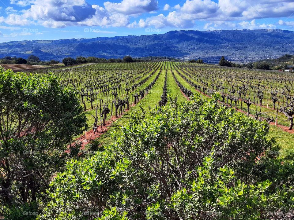 Sonoma vineyards with mountains