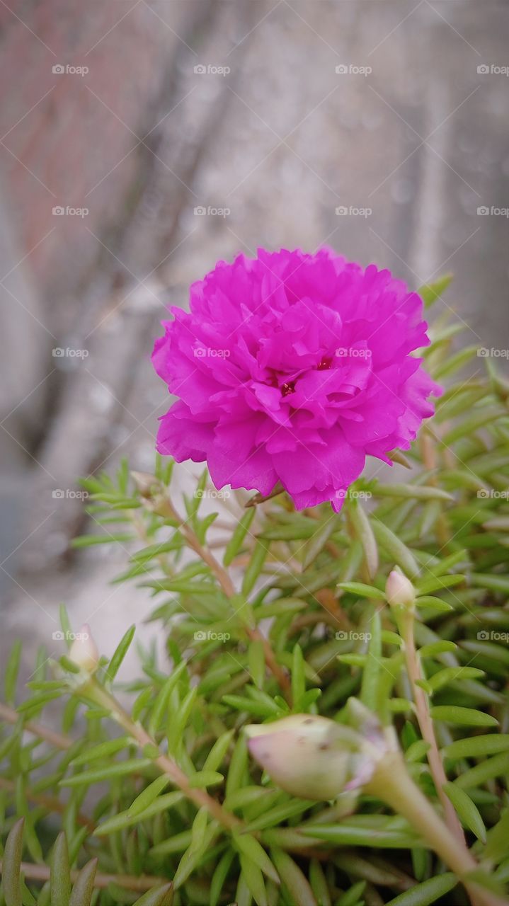 pink 10'o'clock flower