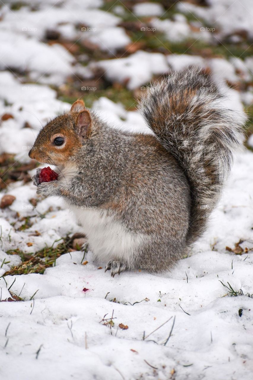 Squirrels in the wild with their cherries! It was such a sight!