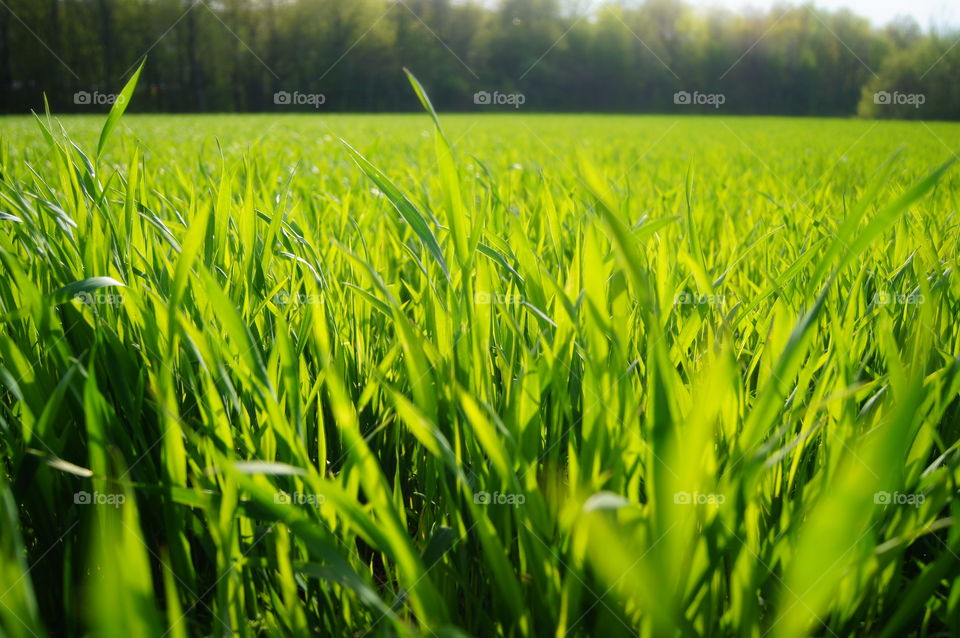 Close-up of wheat plant