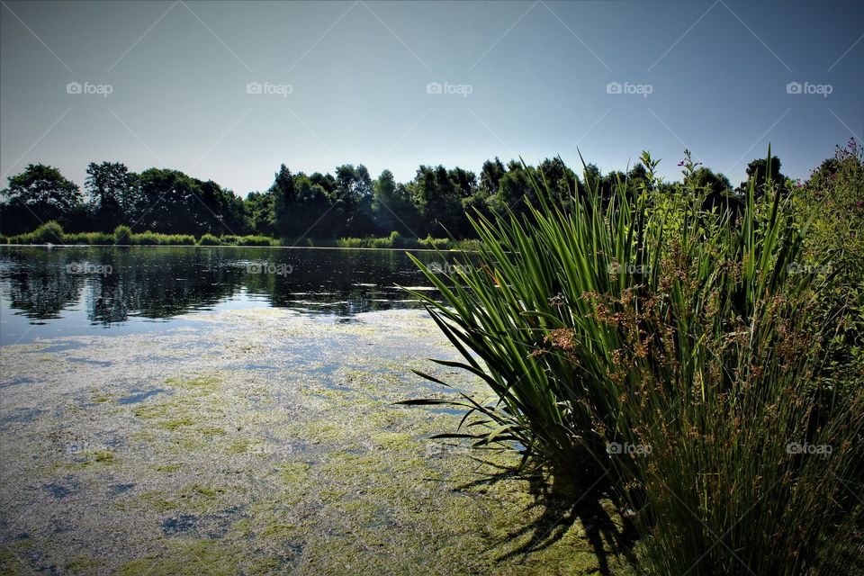 Summer pond