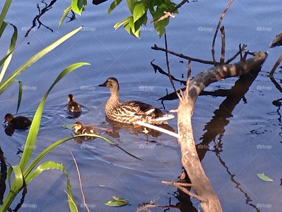 Duck and ducklings