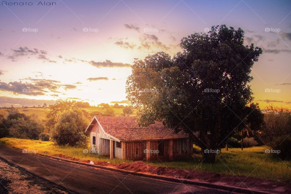 Tree, Landscape, Sunset, Sky, Nature