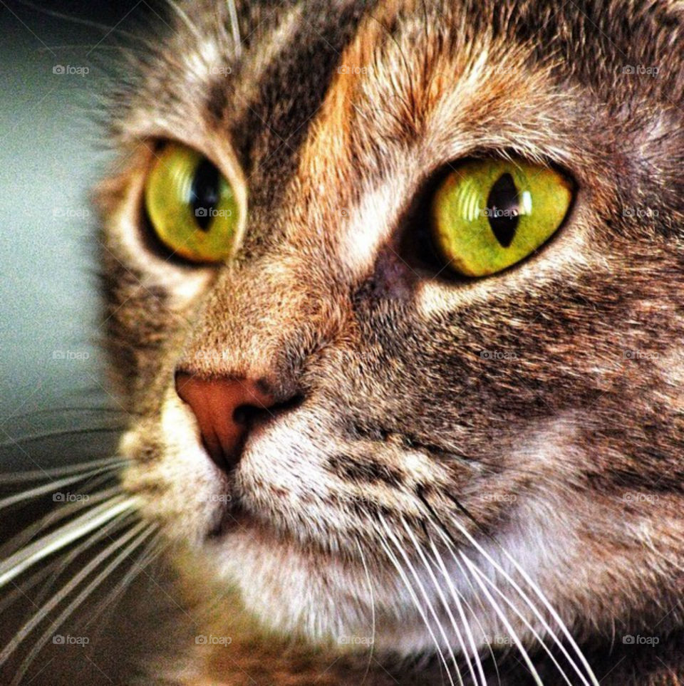 Portrait of a gorgeous tortoiseshell cat.