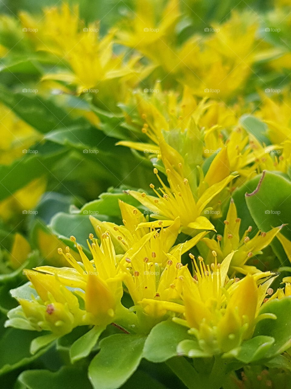 Yellow Sedum flowers close up.
