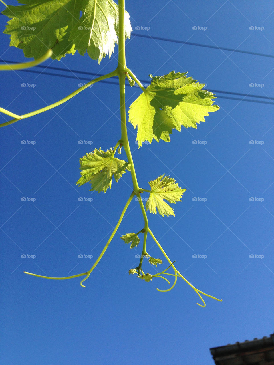 sky green grape plovdiv by TheShaman