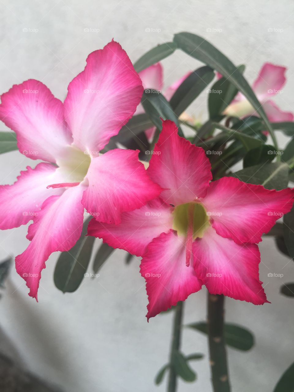 Pink flowers 
