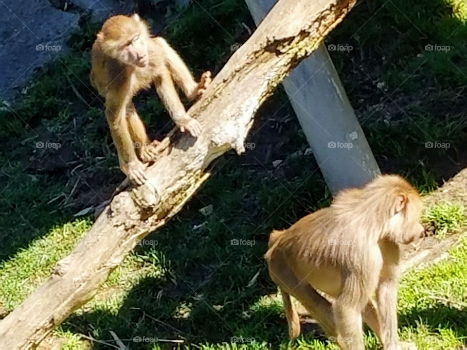 Monkeys