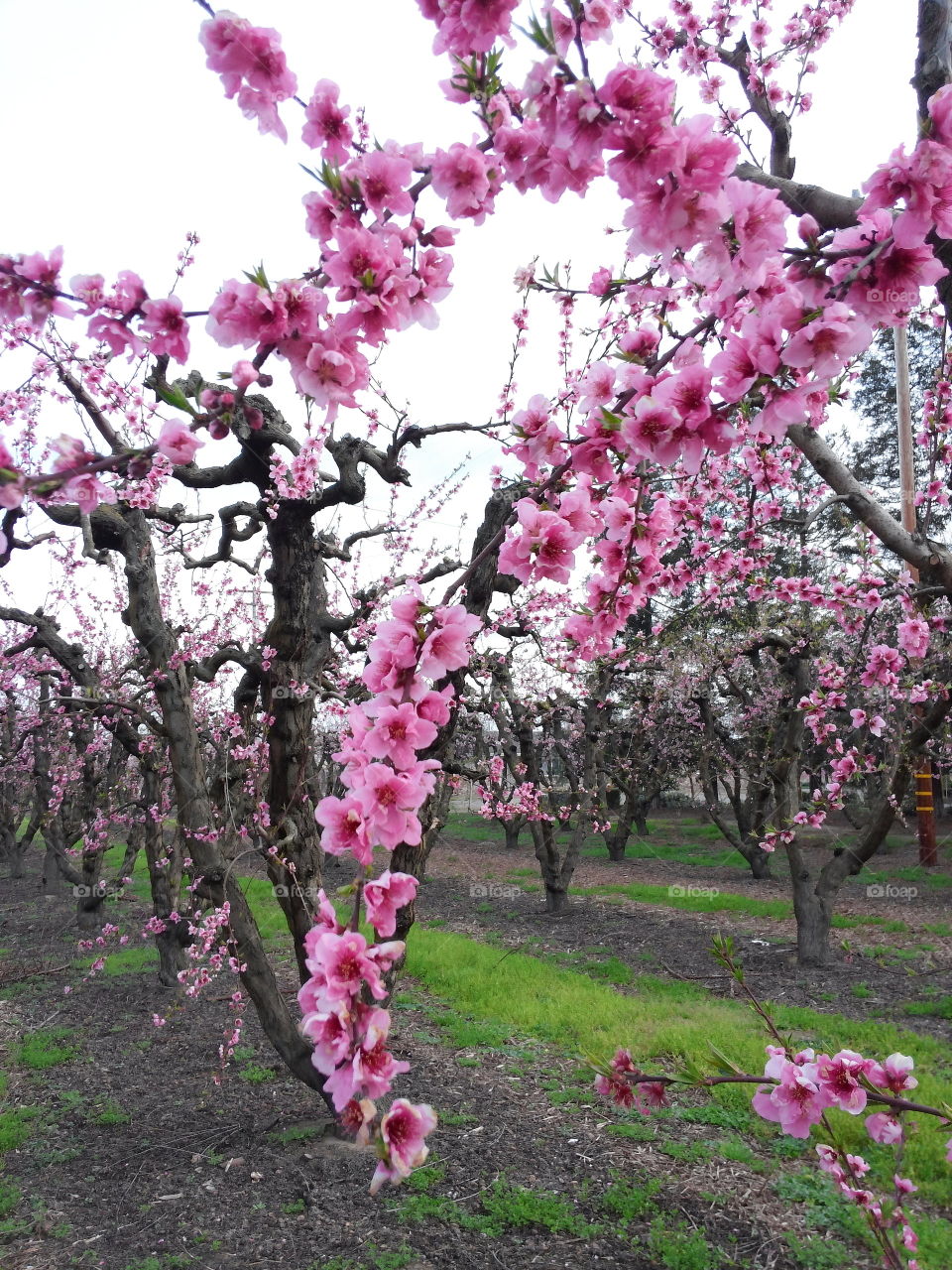 Pink blossoms.