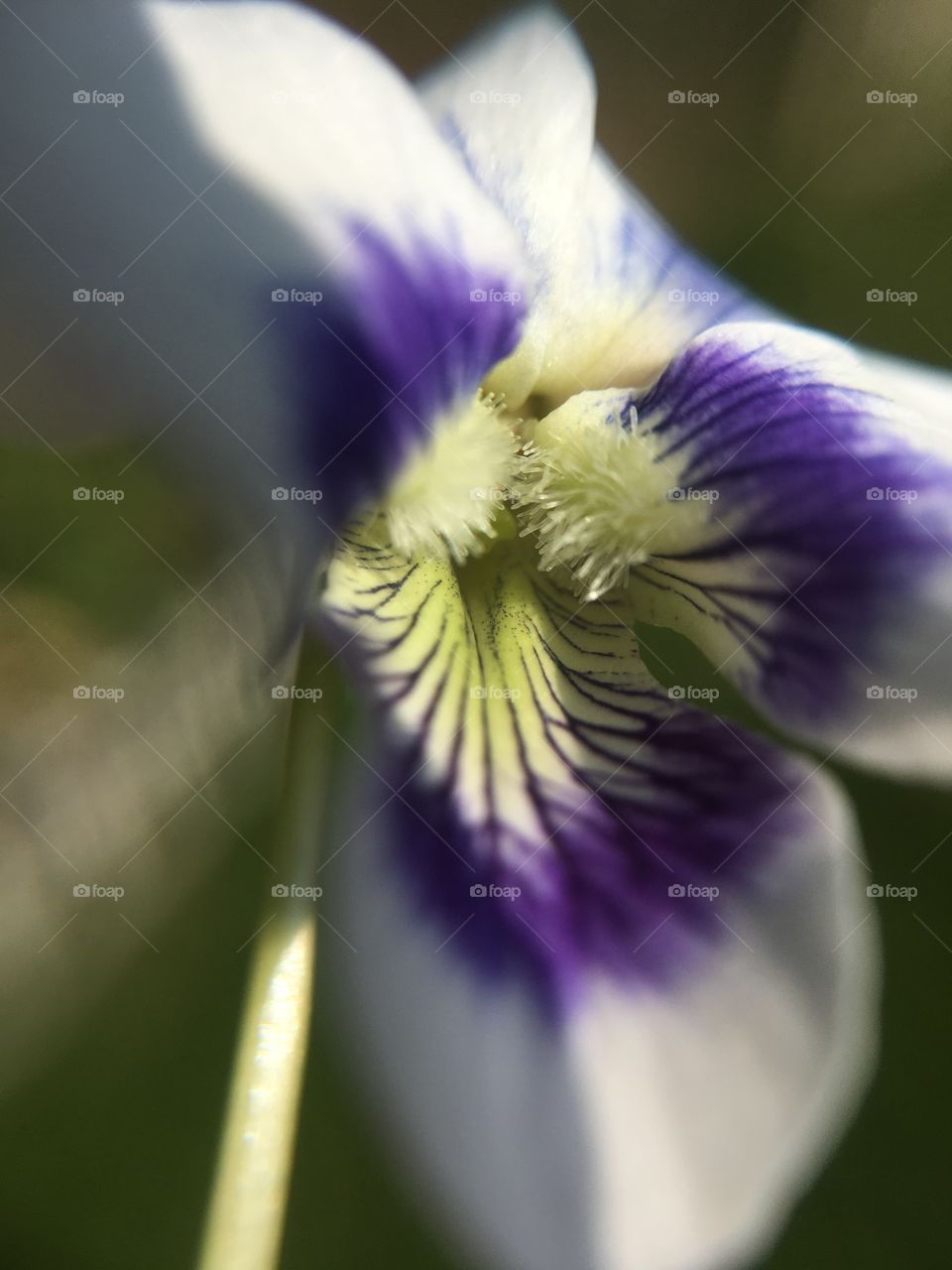 Violet closeup