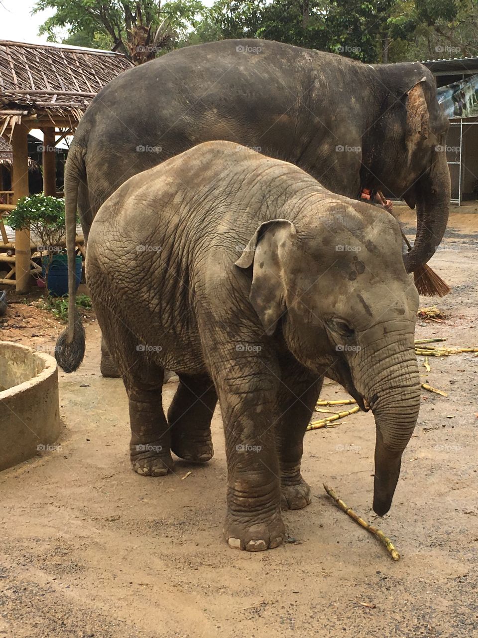 Baby elephant in Thailand