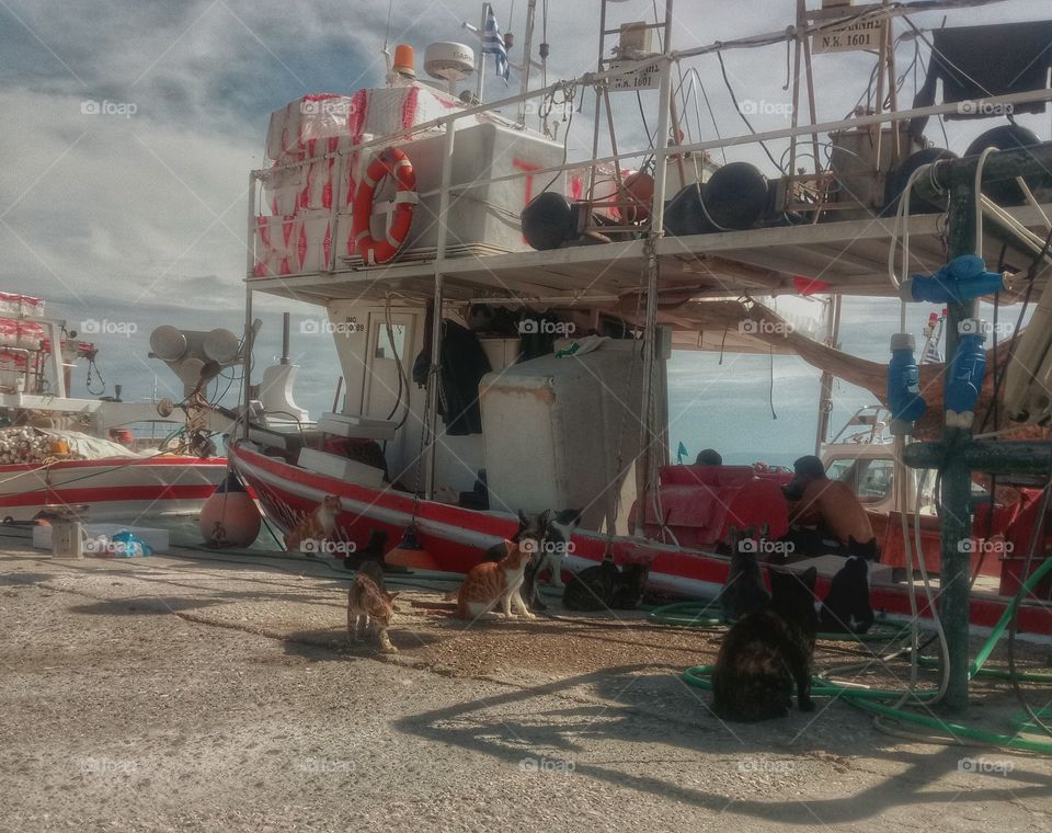Corfu-Greece. Cats waiting for breakfast in harbour.