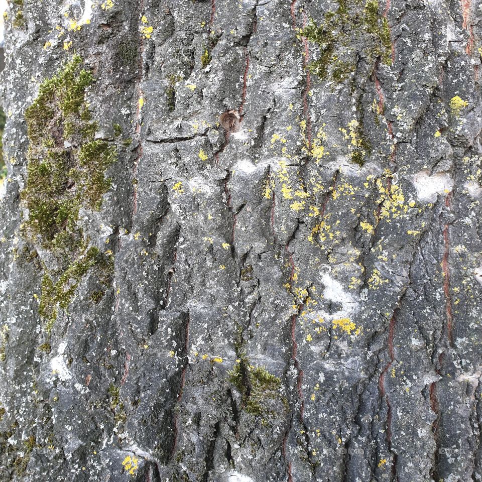 Tree bark