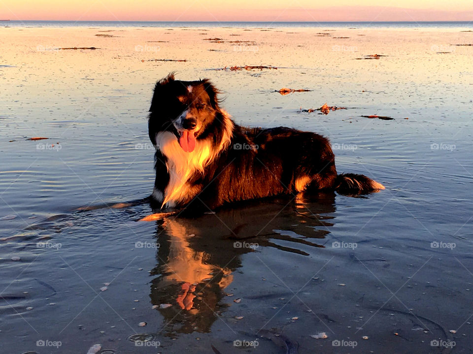 Border collie sheep dog lying down in ocean water at sunset and facing camera 