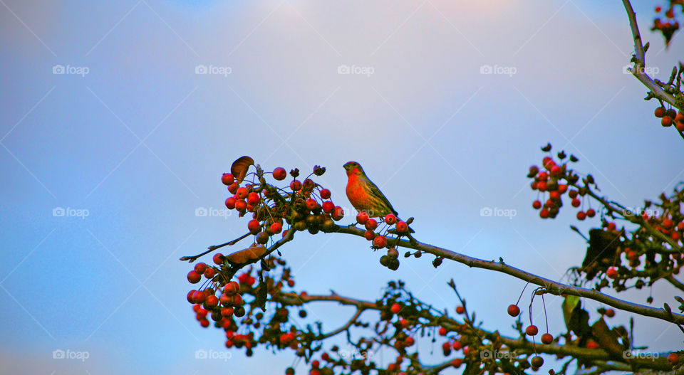 View of nightingale perching on tree