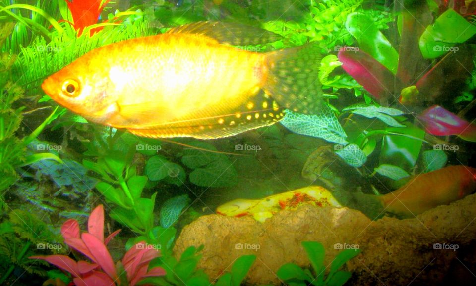 This is a yellow fish