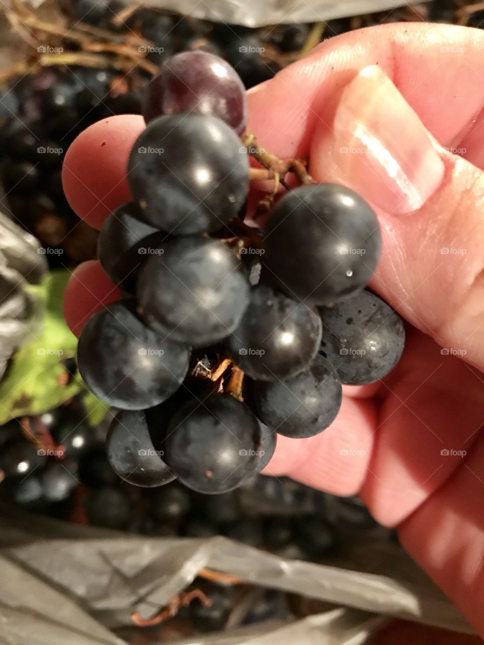 Grape clusters