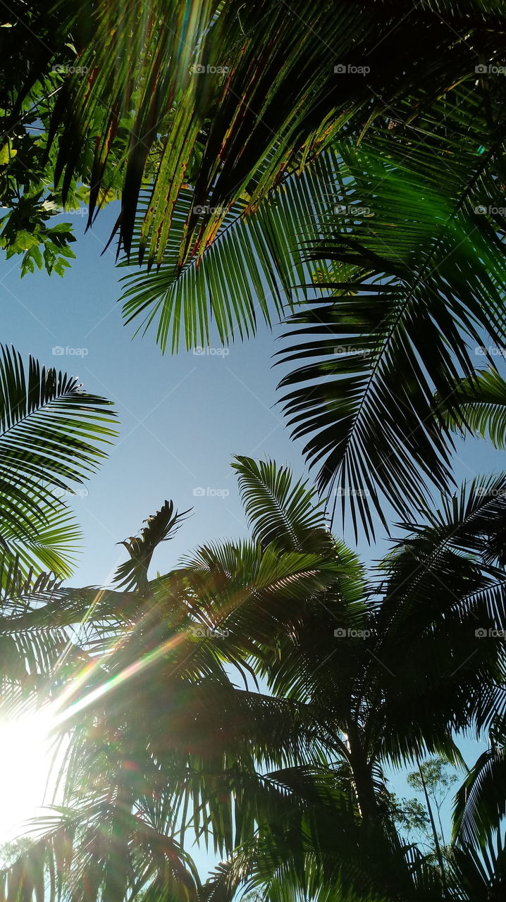 Häppchen Tag, Sonnenschein, Umwelt, Ökotourismus, Gutes Wetter, Sonnig, Pflanzen, ökologisch, natürliches Licht, Sonne, Sonnenstrahlen, Landschaft