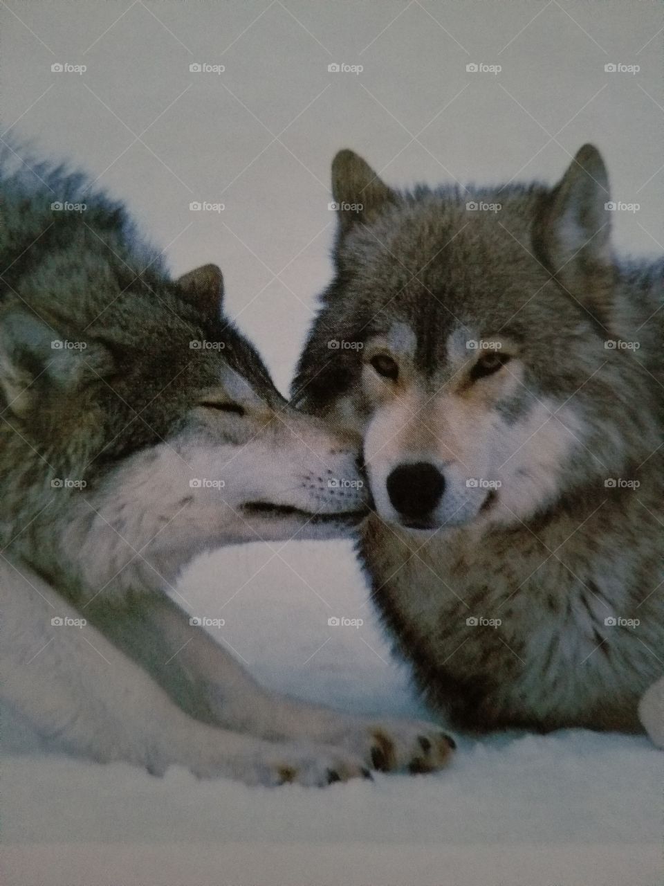 Wolves are very social, so I anticipated some kind of interaction when these two woke from their naps.