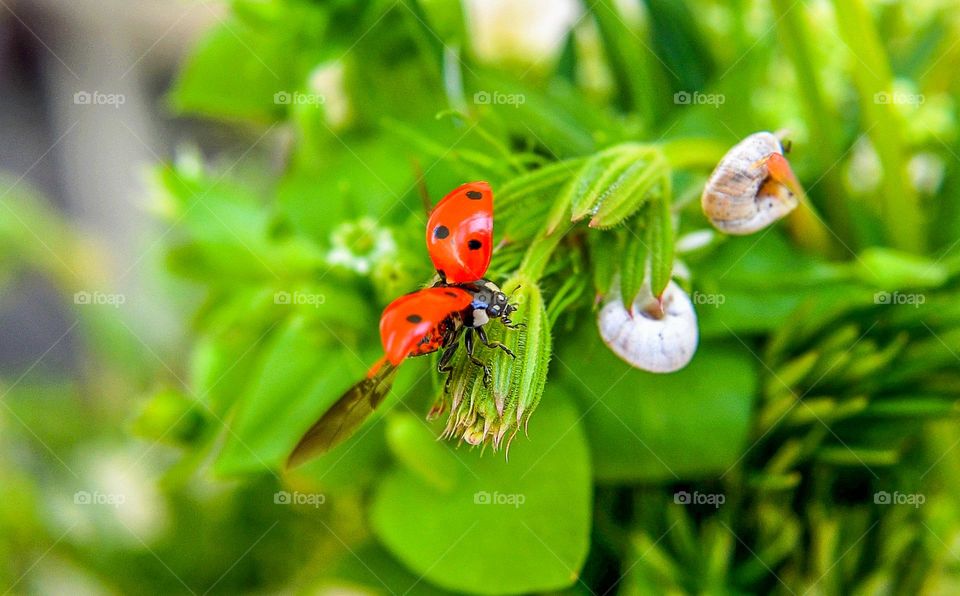 Ladybug