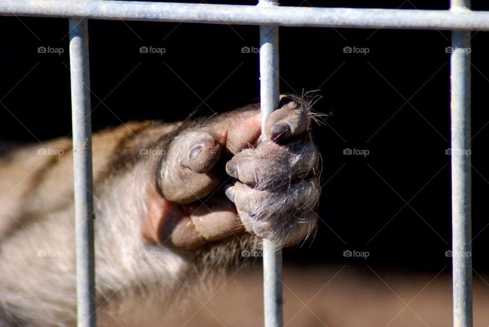 Fisted monkey hand grips cage