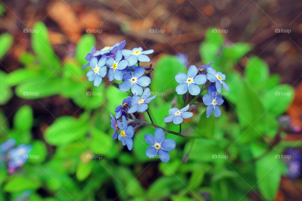 MACRO SHOT OF TINY BLUE FLOWERS.