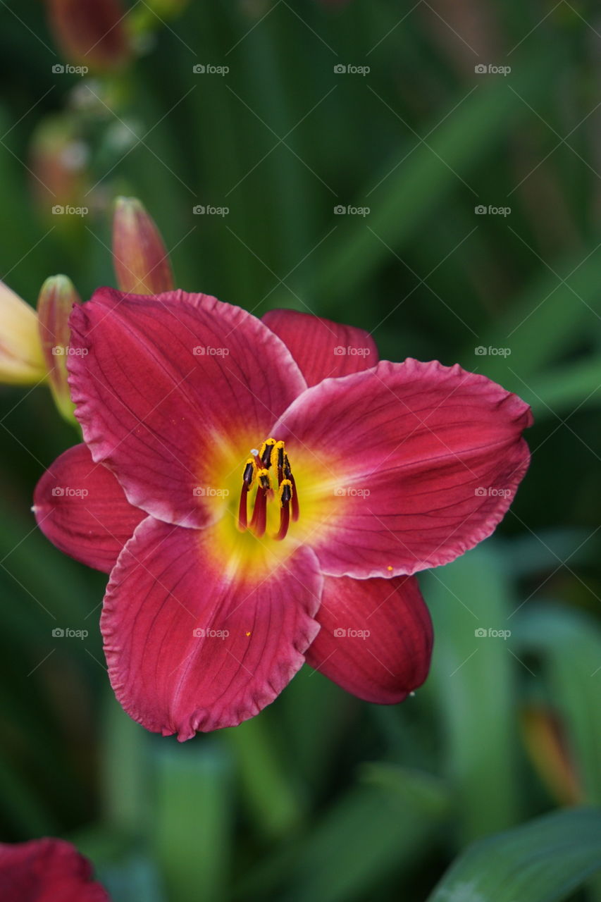Burgundy Easter Lily. 