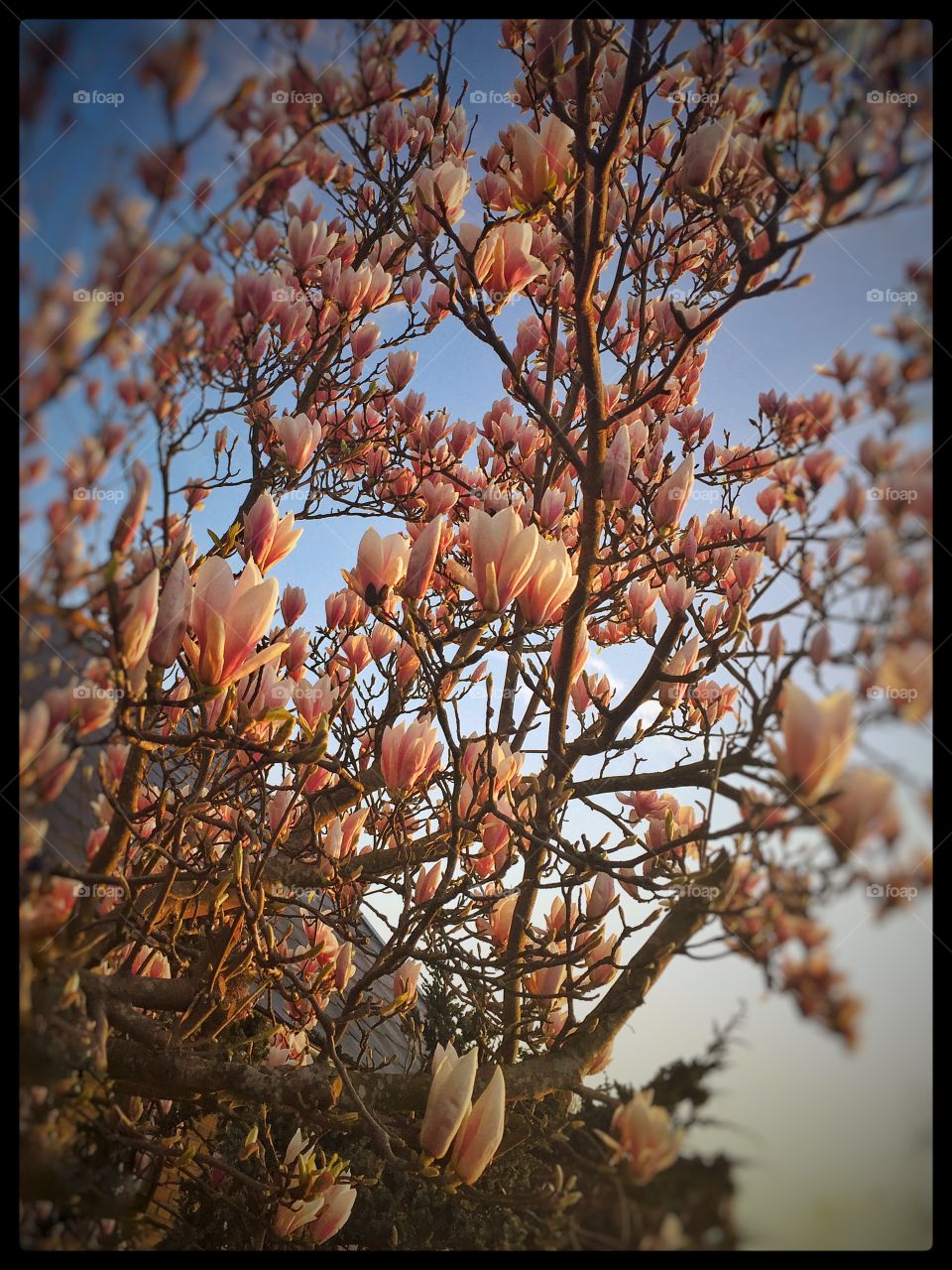 Magnoliatree. Magnoliatræ et sted i Danmark 