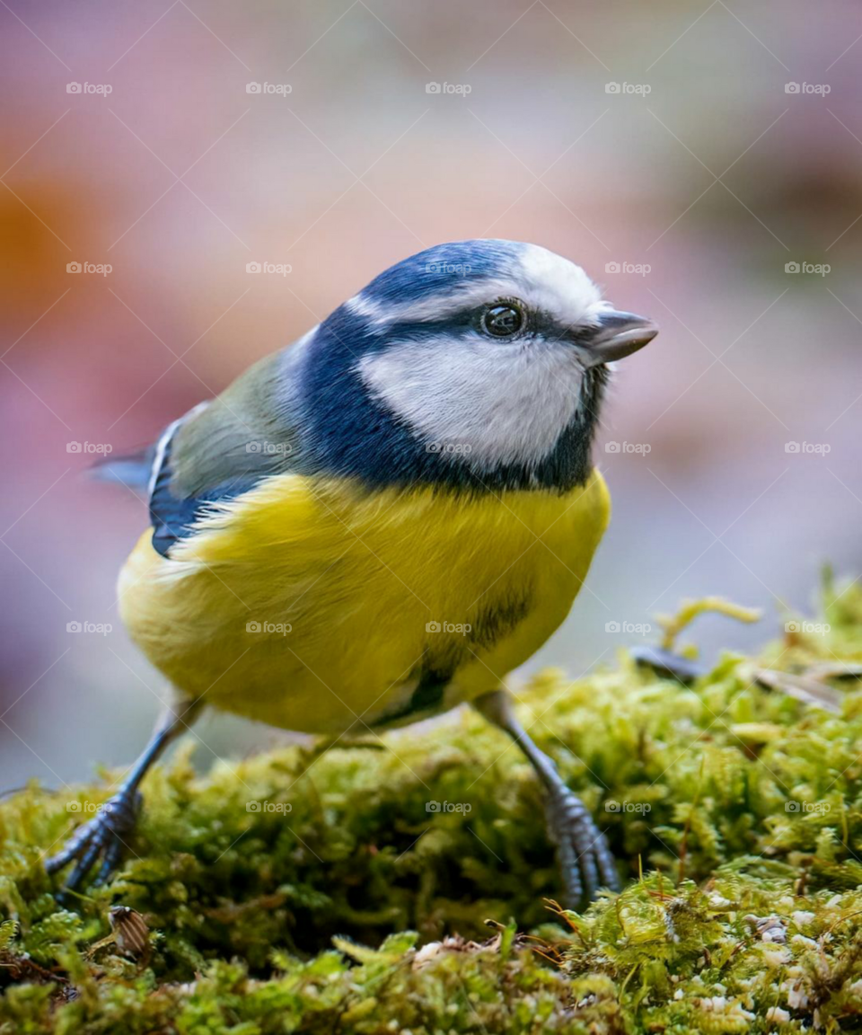 blaumeise bird