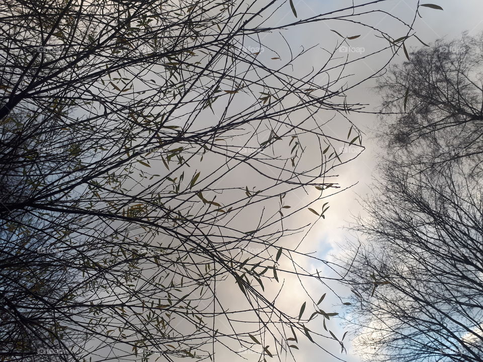 sky,autumn,sun light clouds and autumn leaves