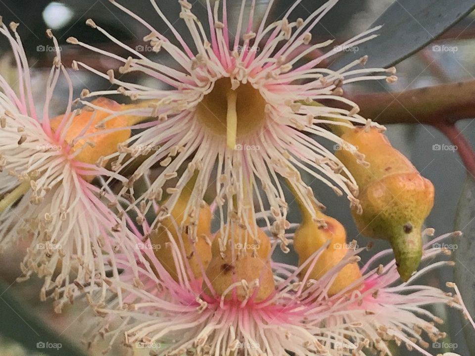 Eucalyptus flowers 