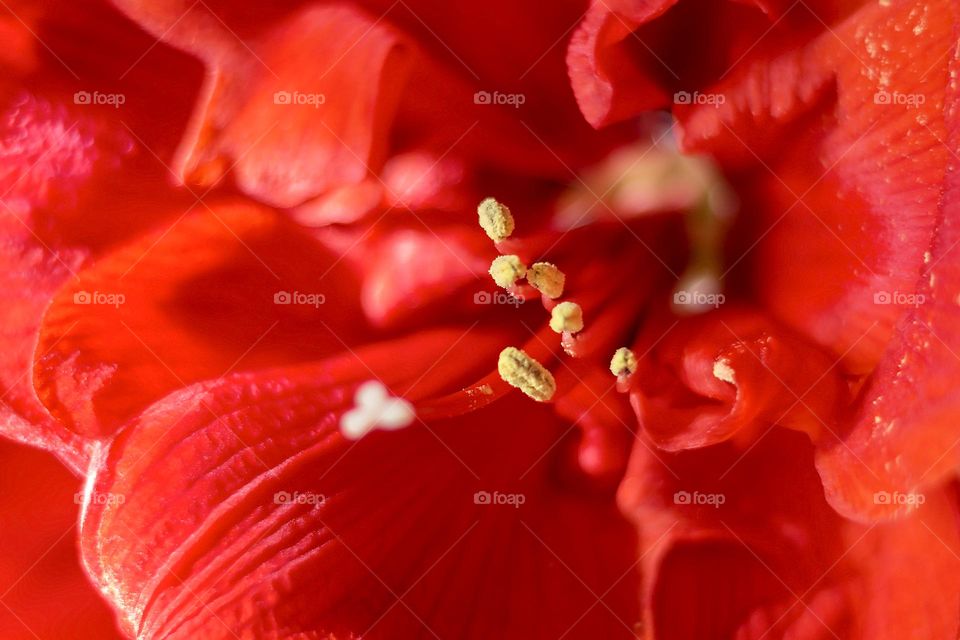 Macro of stamens of red flower