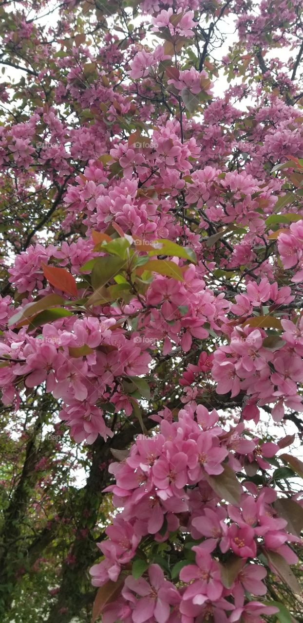 crabapple blooms