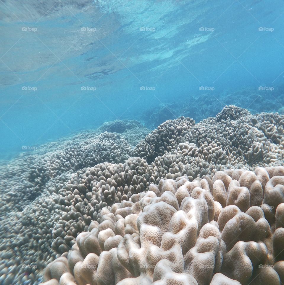 Coral Reef, Raja Ampat